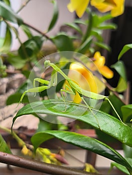 Rhombodera extensicollisÂ Known as praying mantises perched on green leaves against a background of yellow flowers.